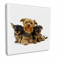 Yorkshire Terrier Dogs Square Canvas 12"x12" Wall Art Picture Print