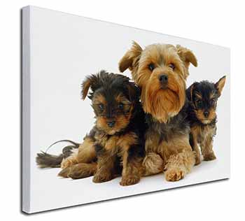 Yorkshire Terrier Dogs Canvas X-Large 30"x20" Wall Art Print