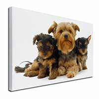 Yorkshire Terrier Dogs Canvas X-Large 30"x20" Wall Art Print