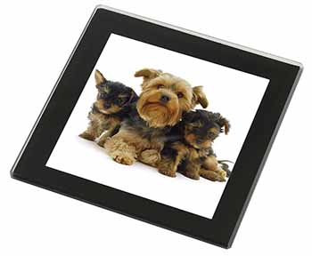 Yorkshire Terrier Dogs Black Rim High Quality Glass Coaster