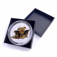 Yorkshire Terrier Dogs Glass Paperweight in Gift Box