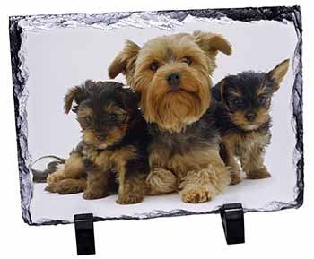 Yorkshire Terrier Dogs, Stunning Photo Slate