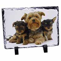 Yorkshire Terrier Dogs, Stunning Photo Slate