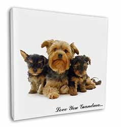 Yorkshire Terriers 