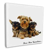 Yorkshire Terriers 