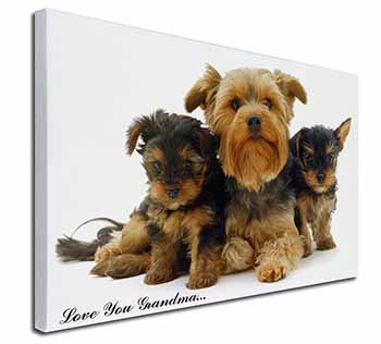 Yorkshire Terriers 