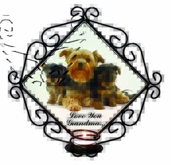 Yorkshire Terriers 