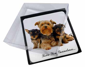 4x Yorkshire Terriers 