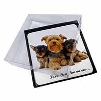 4x Yorkshire Terriers 