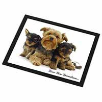 Yorkshire Terriers 