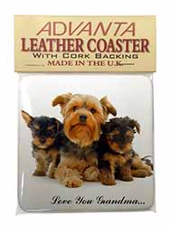 Yorkshire Terriers 