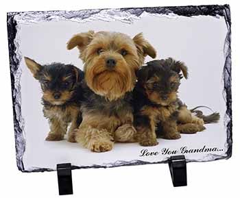 Yorkshire Terriers 