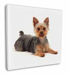 Yorkshire Terrier Dog Square Canvas 12"x12" Wall Art Picture Print