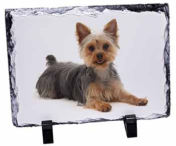 Yorkshire Terrier Dog, Stunning Photo Slate