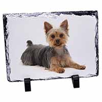 Yorkshire Terrier Dog, Stunning Photo Slate