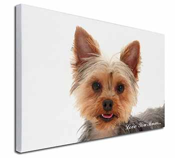 Yorkshire Terrier Dog 