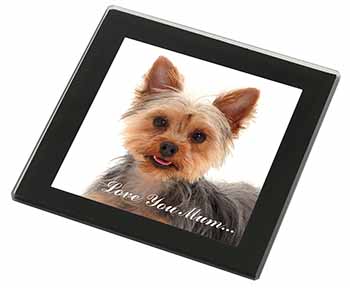 Yorkshire Terrier Dog 