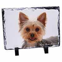 Yorkshire Terrier Dog 