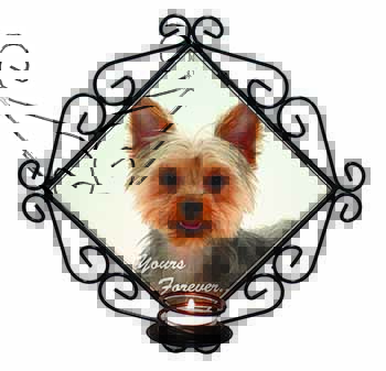Yorkie Dog 