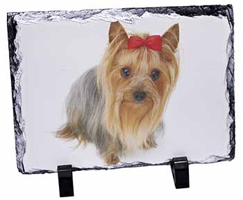 Yorkshire Terrier Dog, Stunning Photo Slate