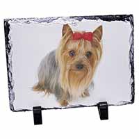 Yorkshire Terrier Dog, Stunning Photo Slate