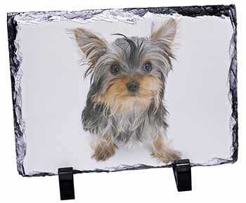 Yorkshire Terrier Dog, Stunning Photo Slate