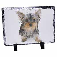 Yorkshire Terrier Dog, Stunning Photo Slate