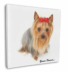 Yorkshire Terrier Dog 