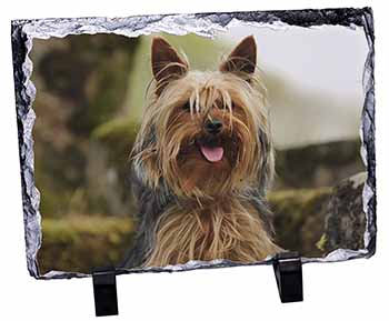 Yorkshire Terrier Dog, Stunning Photo Slate