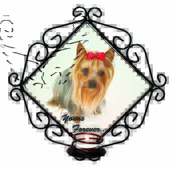 Yorkshire Terrier Dog 