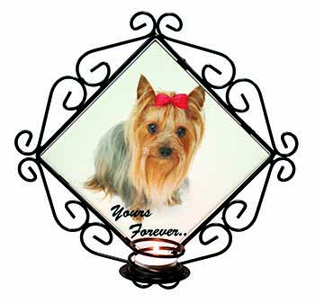 Yorkshire Terrier Dog 