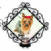 Yorkshire Terrier Dog 