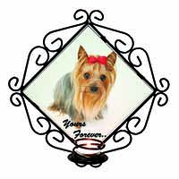 Yorkshire Terrier Dog 