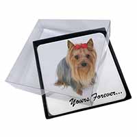 4x Yorkshire Terrier Dog 