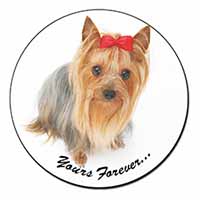 Yorkshire Terrier Dog 