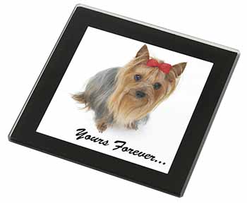 Yorkshire Terrier Dog 