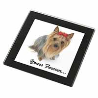 Yorkshire Terrier Dog 