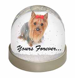 Yorkshire Terrier Dog 
