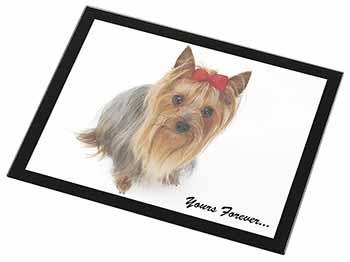 Yorkshire Terrier Dog 