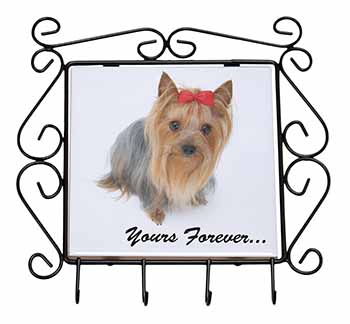 Yorkshire Terrier Dog 