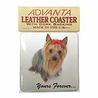 Yorkshire Terrier Dog 