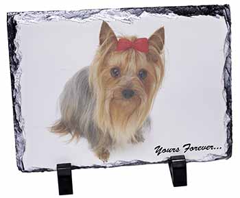 Yorkshire Terrier Dog 