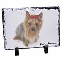 Yorkshire Terrier Dog 