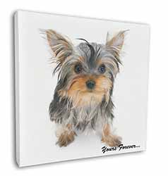 Yorkshire Terrier Dog 