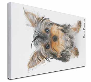 Yorkshire Terrier Dog 