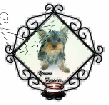 Yorkshire Terrier Dog 