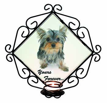 Yorkshire Terrier Dog 