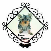 Yorkshire Terrier Dog 