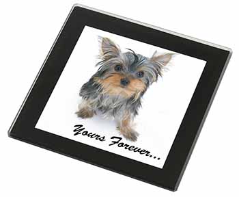 Yorkshire Terrier Dog 