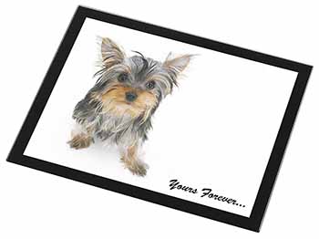 Yorkshire Terrier Dog 